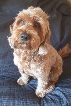 Bild